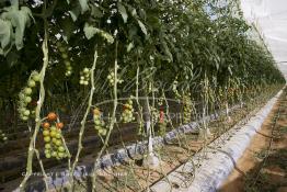 Image du Maroc Professionnelle de  Avec l'introduction des cultures sous abris serres, la région de Dakhla est devenue en très peu de temps célèbre pour ces productions de fruits et légumes destinés à l’export.  Sous d’immenses serres, la production des tomates en grappes bénéficie d’un climat phénoménalement ensoleillé, tempéré et régulier, Mardi 21 Novembre 2006. (Photo / Abdeljalil Bounhar) 